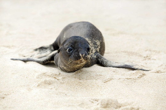 新生海獅