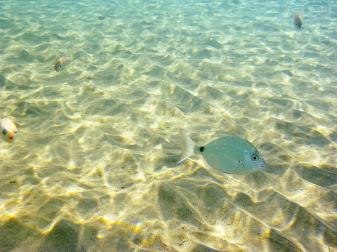 在愛琴海底