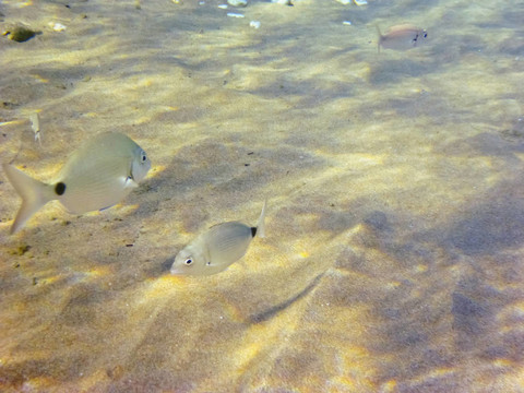 在愛琴海底