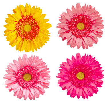 Gerber的花