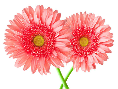 Gerber的花