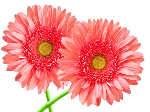 Gerber的花
