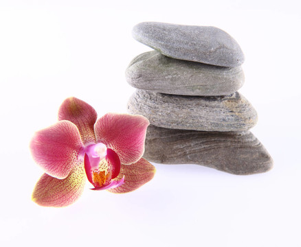 石頭和蘭花
