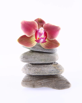 石頭和蘭花