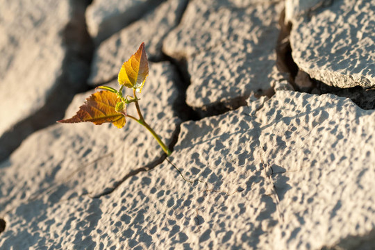 破解生命的土壤