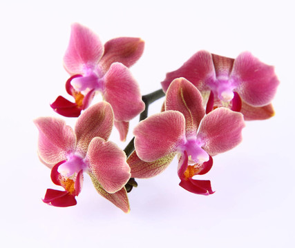 蘭花花