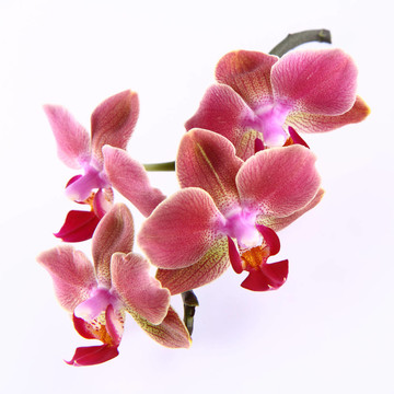 蘭花花