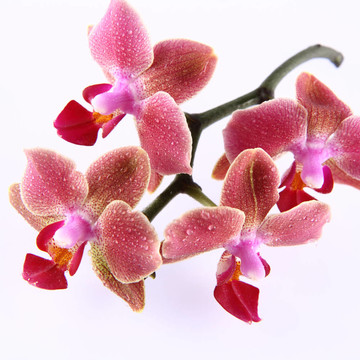 蘭花花