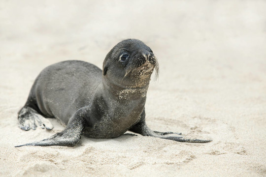 新生海獅