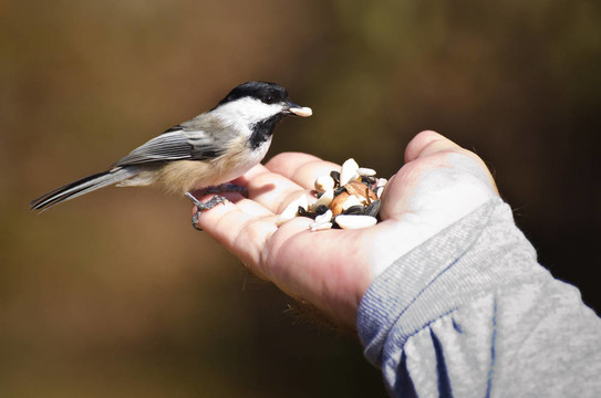 野生鳥類吃手