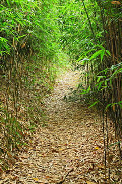 竹林路