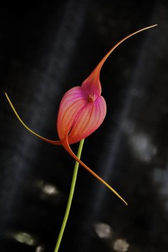 紅色三尖蘭蘭