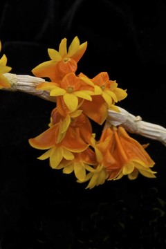 橙色smilliae石斛蘭花