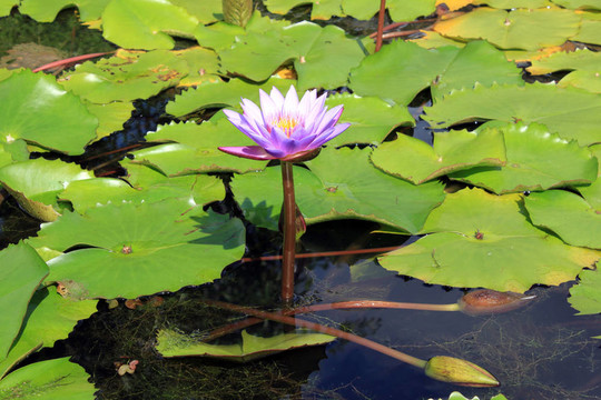 蓮花