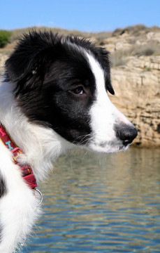 邊境牧羊犬在海上