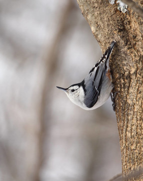 白胸鳾；西塔carolinensis