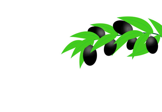黑橄欖枝