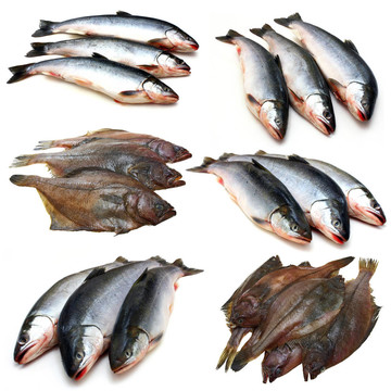 集集魚