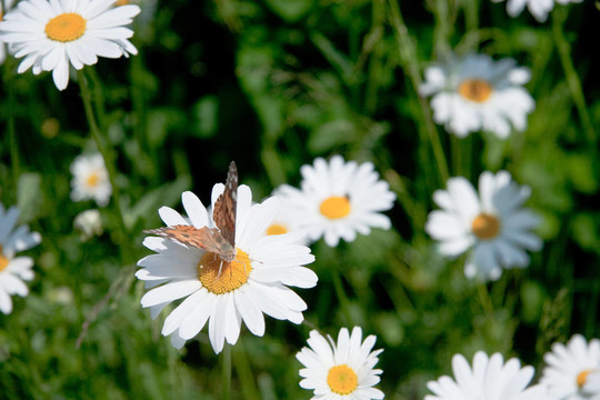 camomiles