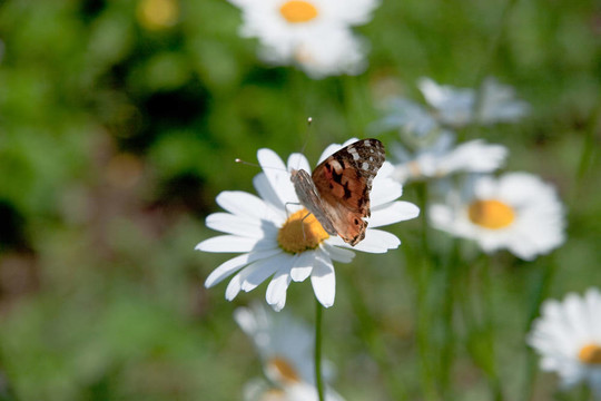 camomiles