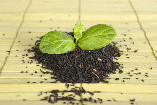 茶