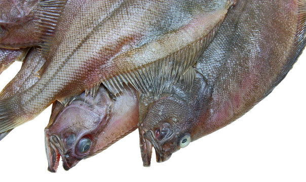 四鮮比目魚魚