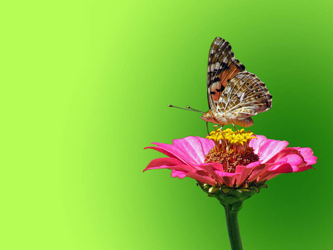 蝴蝶花