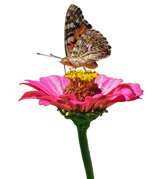 蝴蝶花