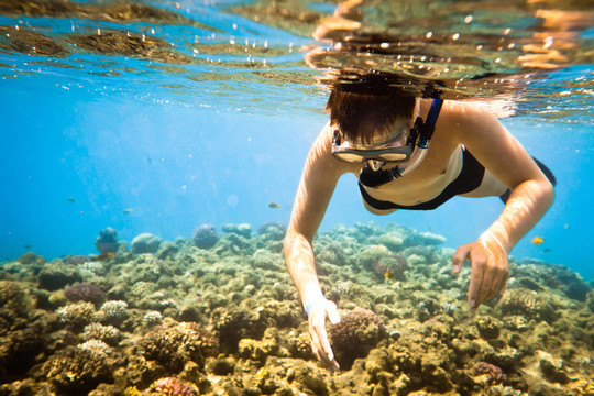 Snorkeler。紅海