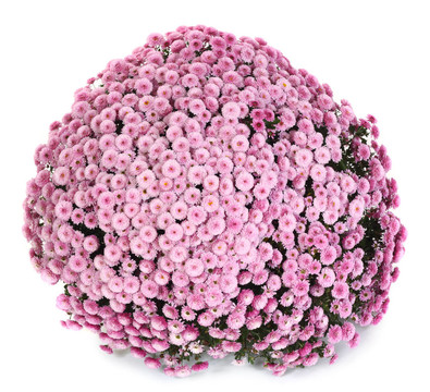 一盆美麗的粉紅色的秋菊花