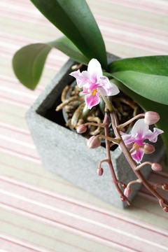 蘭花