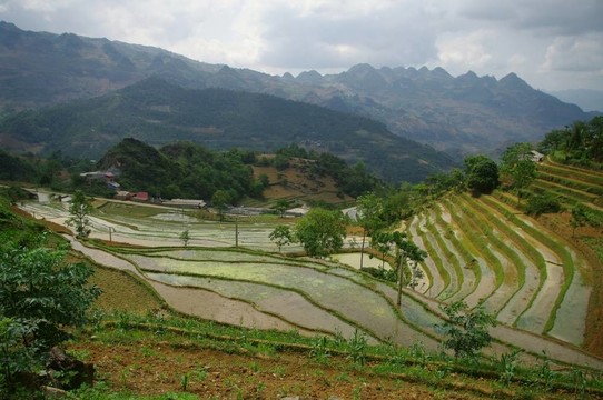 山區(qū)水稻景觀