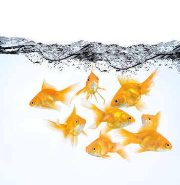 水中的大組金魚