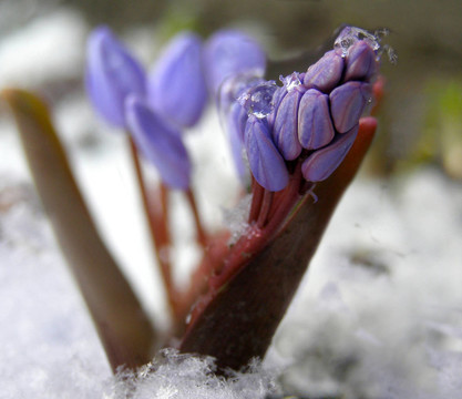 雪花蓮
