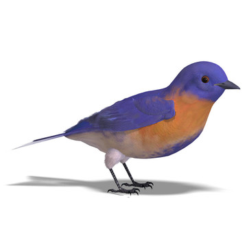 鳥男西方知更鳥。3D渲染與剪輯路徑和陰影超過白色