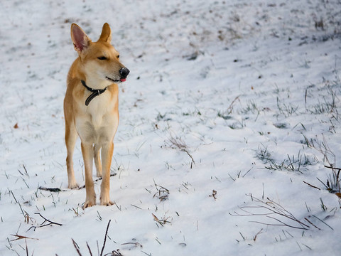 狗和雪
