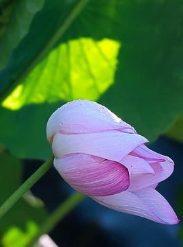 蓮花