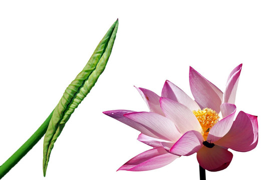 蓮花