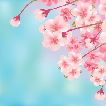 摘要櫻花