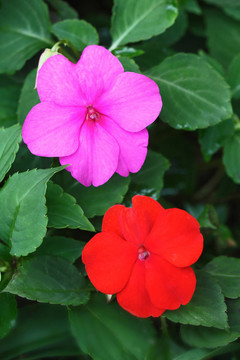 熱帶花卉