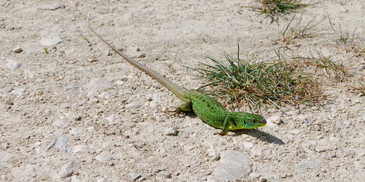 西方的Green Lizard
