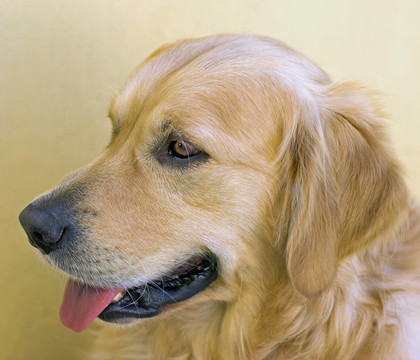 金毛獵犬