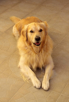 金毛獵犬