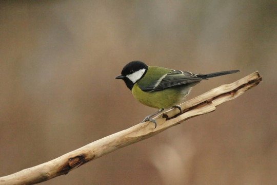 Great Tit（Parus major）坐在冬天的樹(shù)枝