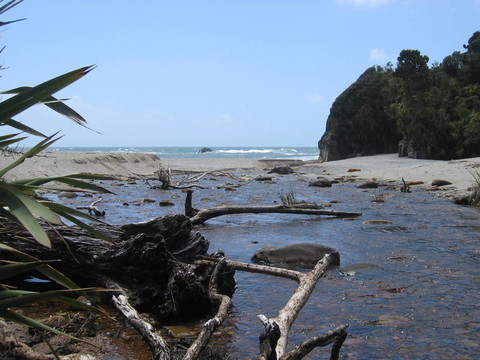 野生的海灘
