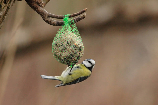 藍(lán)山雀（Parus caeruleus）在冬季飼喂脂肪球
