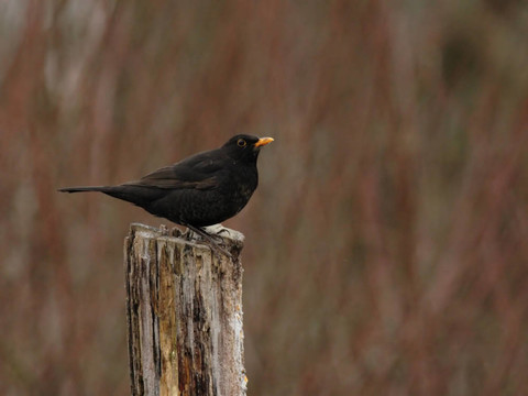 歐洲烏鶇（Turdus merula）坐在一個樹樁