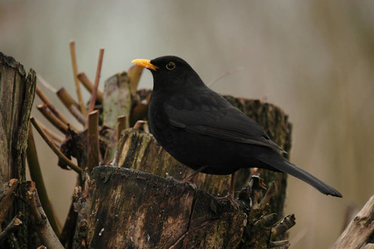 歐洲烏鶇（Turdus merula）坐在一個樹樁
