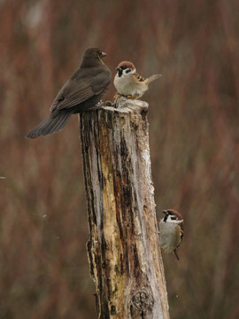 歐洲烏鶇（Turdus merula）和麻雀（Passer montanus）爭奪食物在冬季