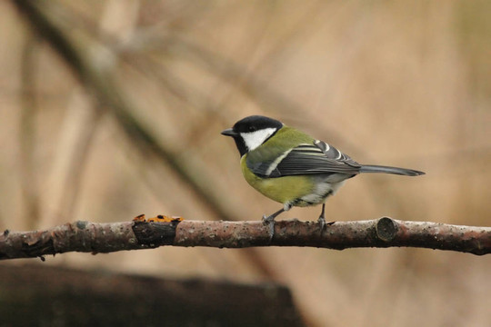 Great Tit（Parus major）坐在樹枝上